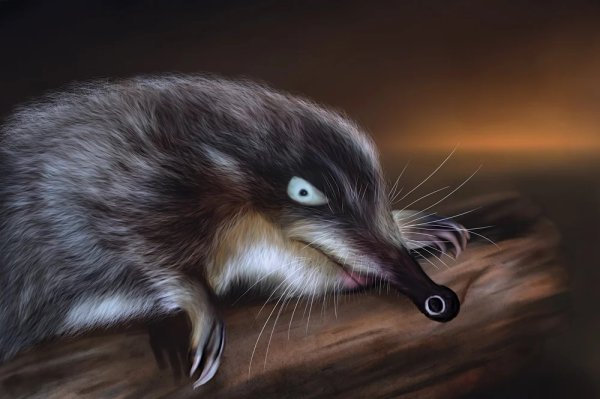 Выхухоль Болотная