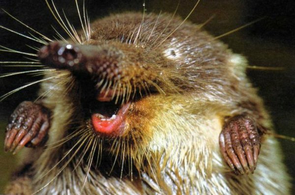 Пиренейская выхухоль