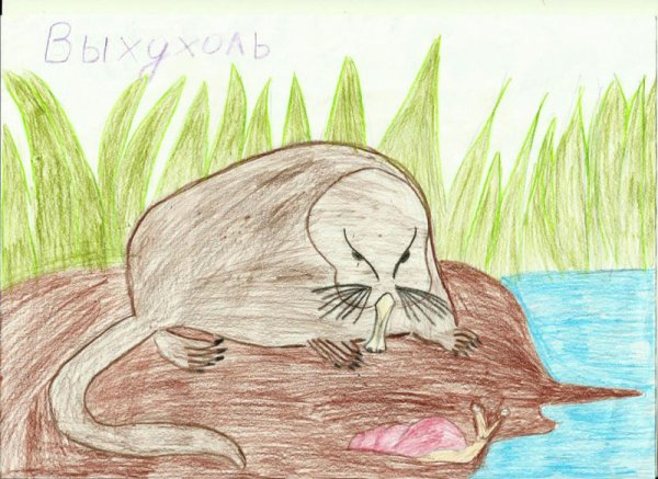 Выхухоль мульт