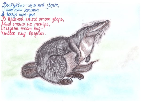 Нарисовать выхухоль