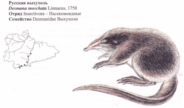 Русская выхухоль Desmana moschata Linnaeus, 1758