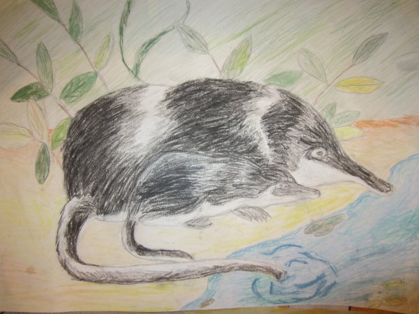 Нарисовать выхухоль