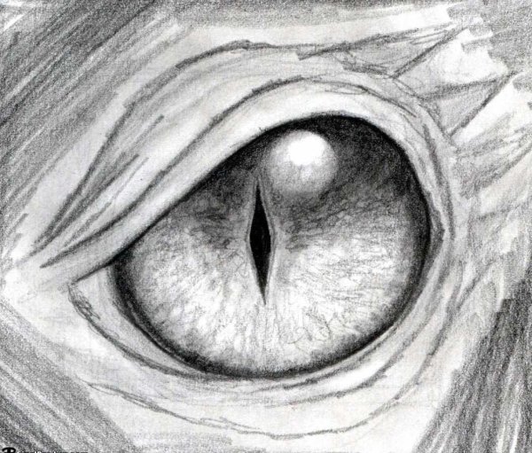 Зарисовки сумасшедшего