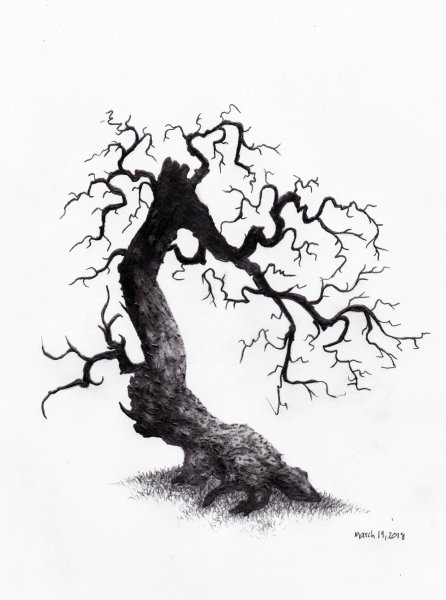 Кривое дерево карандашом