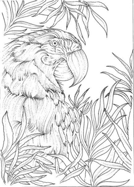 Рисунки для выжигания по дереву сложные