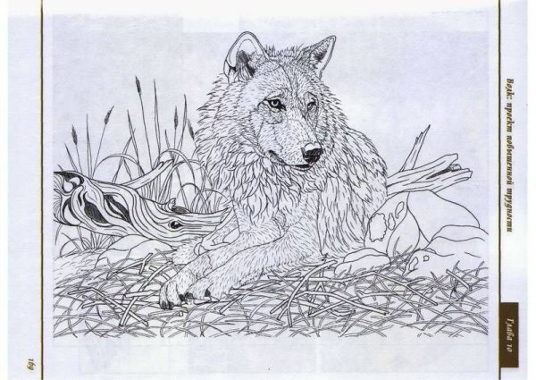 Рисунки для выжигания по дереву волки