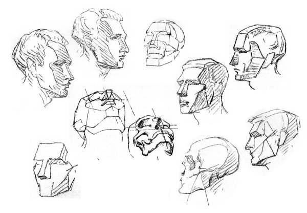 Эндрю Лумис пропорции головы