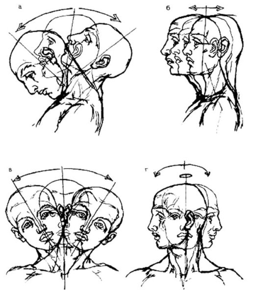 Пропорции шеи и головы человека