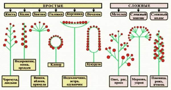 Таблица по биологии 6 класс соцветия