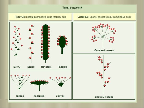 Типы расчленения листовой пластинки простого листа