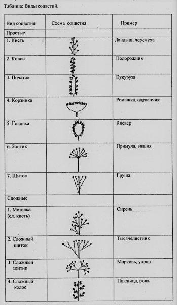 Раскраска по таблице умножения
