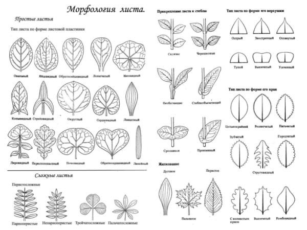 Типы листьев у растений биология 6 класс