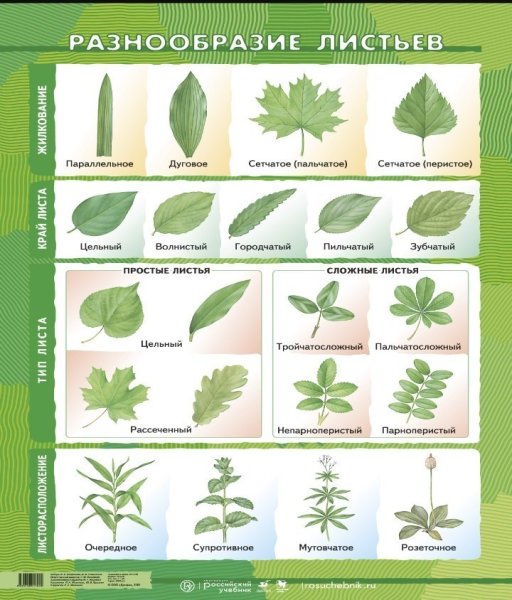 Раскраски с примерами 3 класс внетабличное умножение и деление