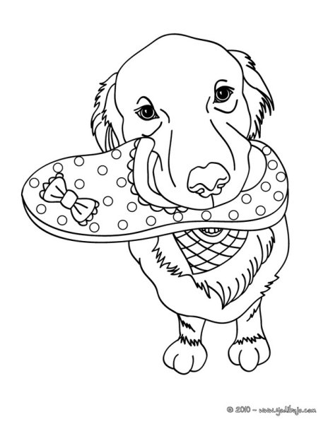 Модные собачки раскраски