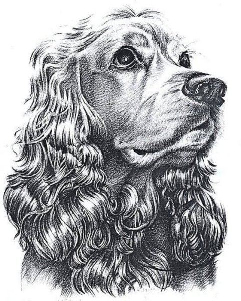 Английский кокер спаниель Графика