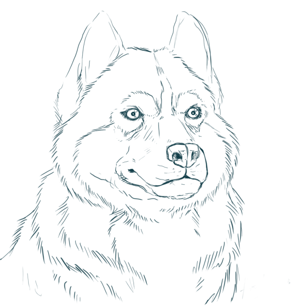 Раскраска Сибирский хаски