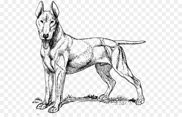 Бельгийская овчарка малинуа