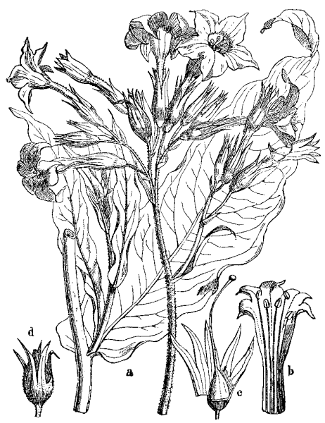 Табак Ботаническая иллюстрация Nicotiana