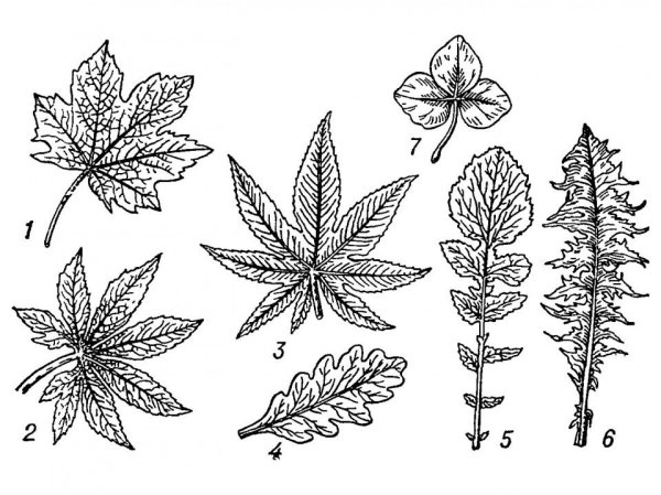 Пальчтолопастные листы