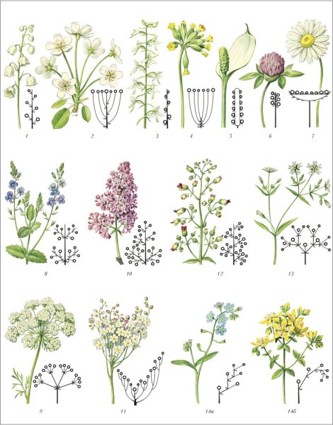 Колосовидная кисть соцветие