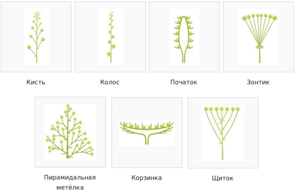 Соцветие сложный Колос метелка початок