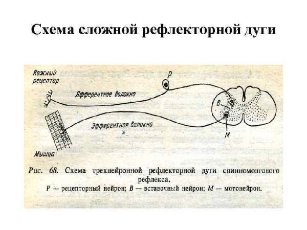 Схема соматической рефлекторной дуги с описанием