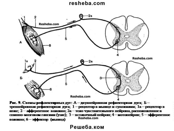 Строение рефлекторной дуги схема