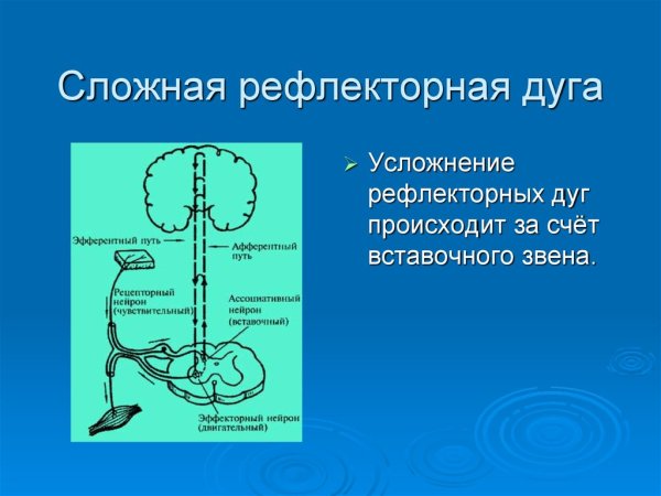 Рефлекторная дуга простая и сложная схема