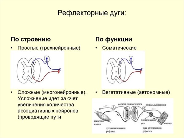 Схема сложной рефлекторной дуги соматического рефлекса