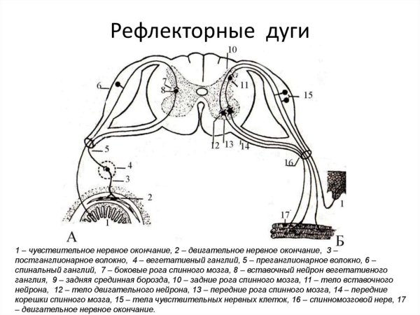 Схема сложной рефлекторной дуги соматического рефлекса