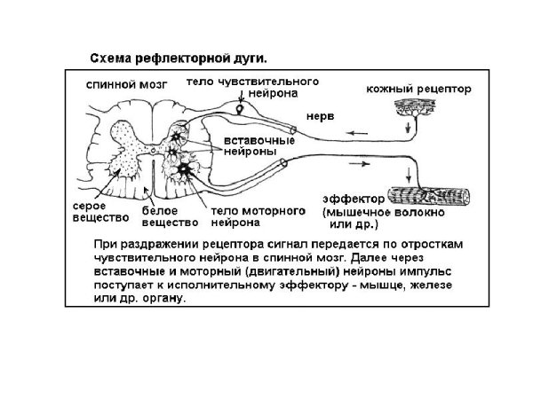 Схема сложной рефлекторной дуги спинномозгового рефлекса