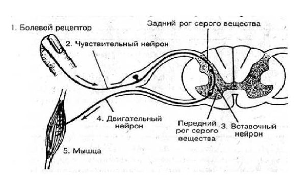 Схема простой рефлекторной дуги соматического рефлекса