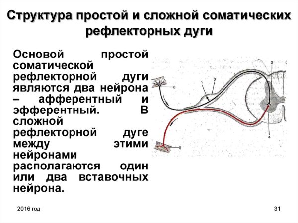 Схема сложной рефлекторной дуги соматического рефлекса