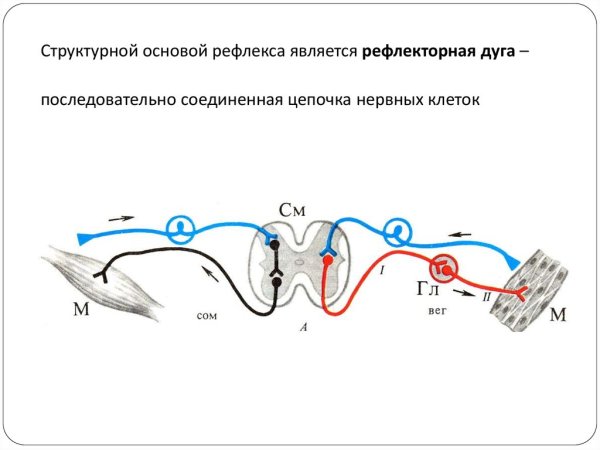 Рефлекторная дуга слухового рефлекса