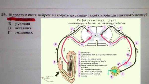 Рефлекторная дуга рвотного рефлекса схема