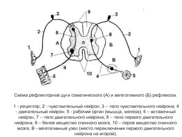 Схема строения дуг соматического и вегетативного рефлексов
