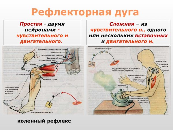 Функции рефлекторной дуги анатомия