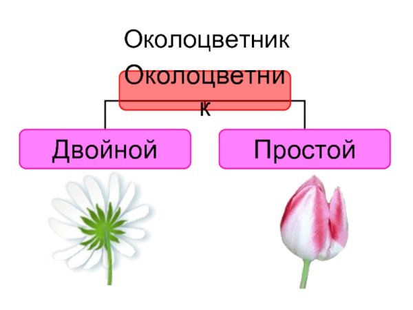 Околоцветник розы