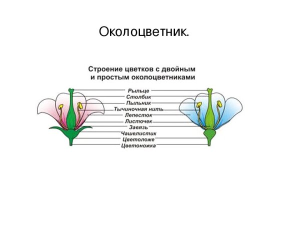 Схема цветка околоцветник