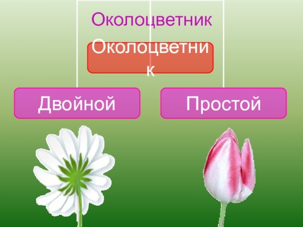 Околоцветник простой и двойной