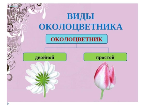 Околоцветник это в биологии 6 класс
