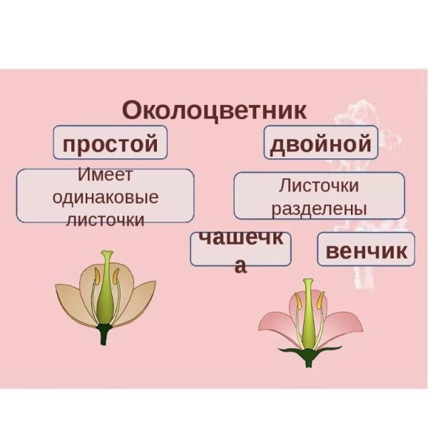 Строение цветков с двойным и простым околоцветником
