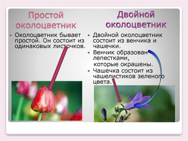 Строение цветков с двойным и простым околоцветником