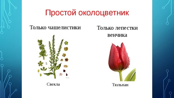 Типы околоцветника двойной и простой