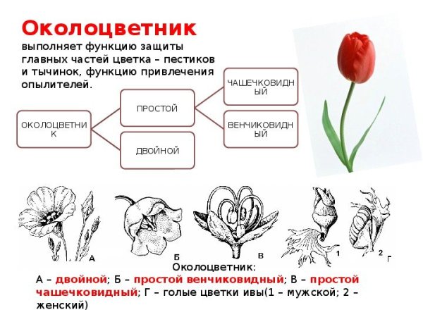 Схема цветка околоцветник