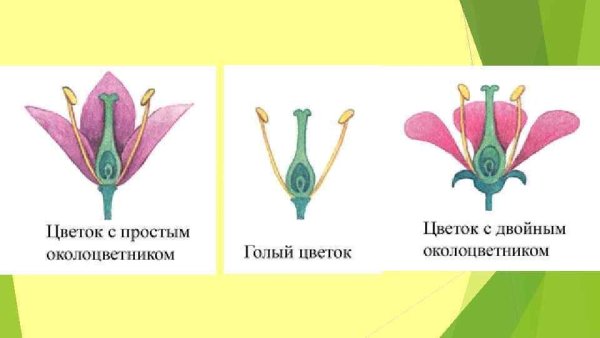 Строение околоцветника