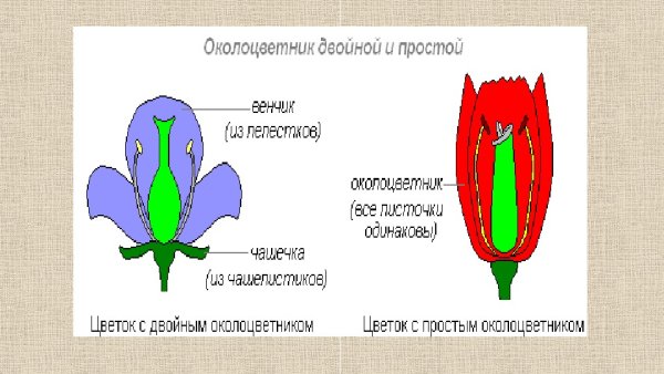 Двойной околоцветник и простой околоцветник