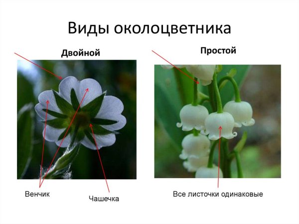 Лютик околоцветник