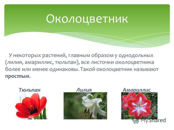 Морфология цветка строение и типы околоцветников