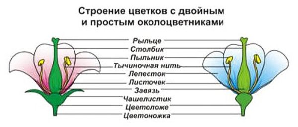 Схема цветка околоцветник